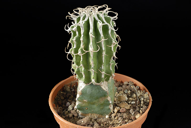 Euphorbia columnaris H. Cm 7 D. 4 € 31,00.jpg